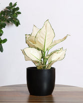 Aglaonema white variegated